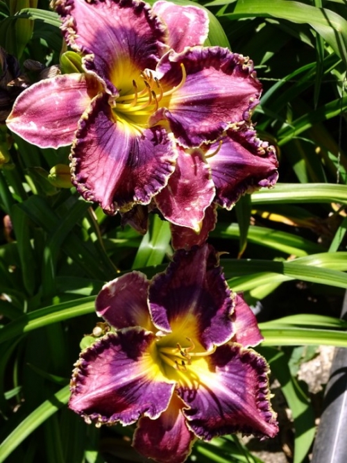 ' 