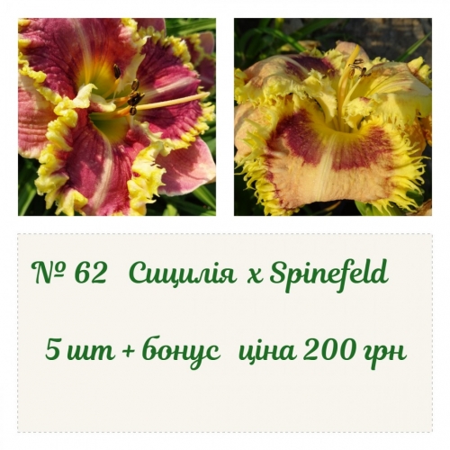 062 ������ �������