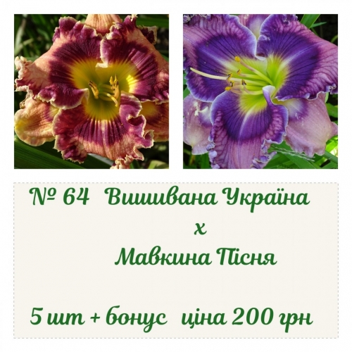 064 ������ �������