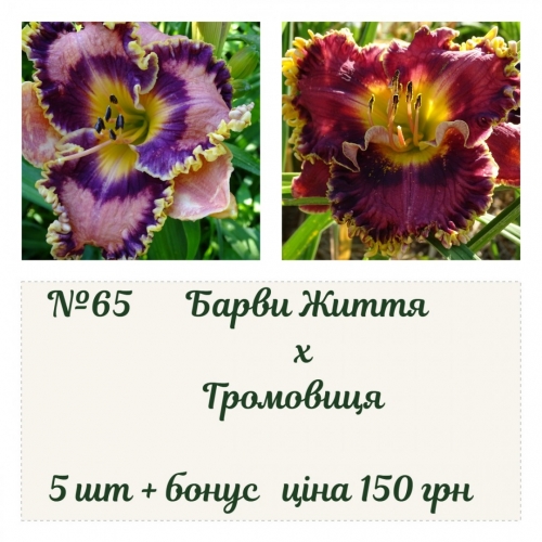 065 ������ �������