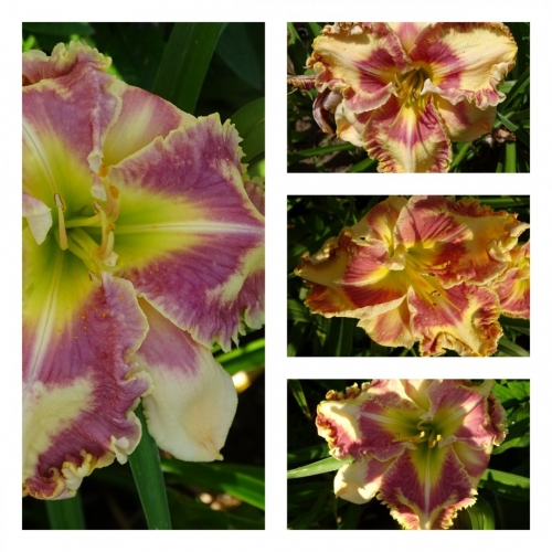 ����� �����