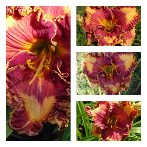 ����� ������