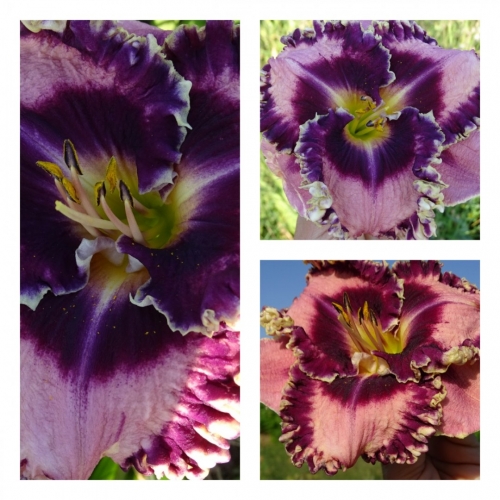 ����� ���������