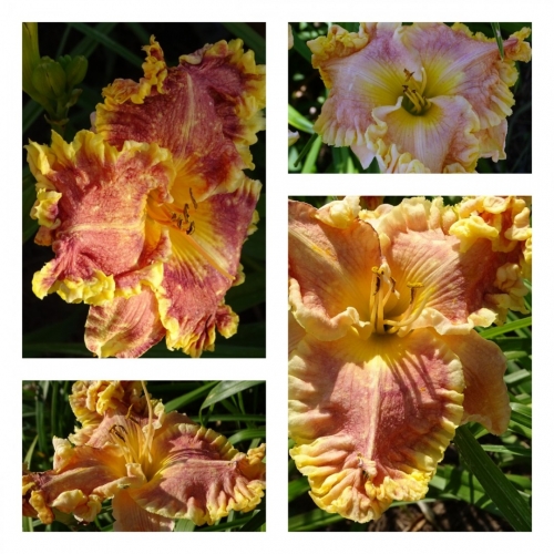 ��������� Ƴ����� �������