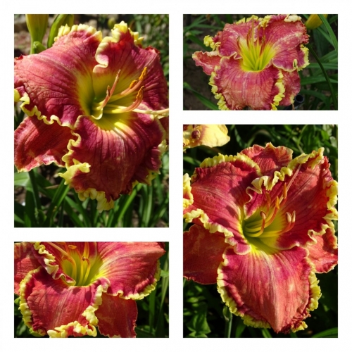 �������� ���