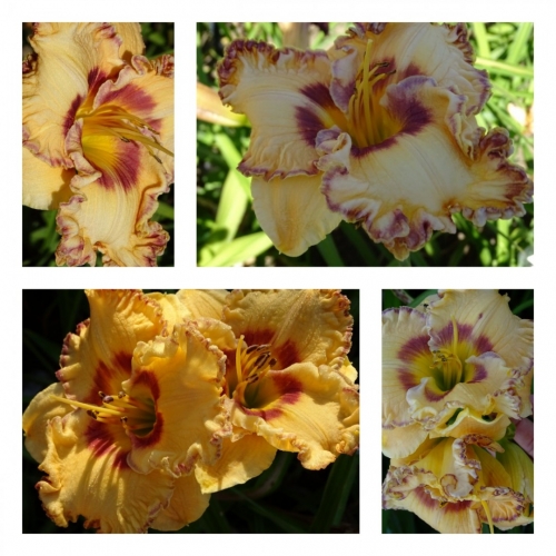 ����� ���������� � ����