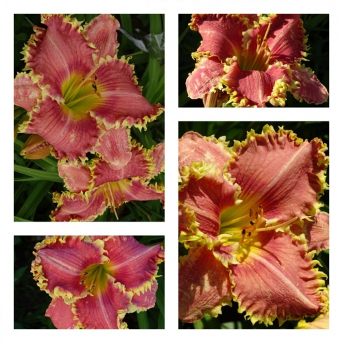 ϳ������ �����