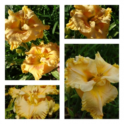 ϳ������ �����