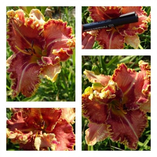 ϳ������ �������