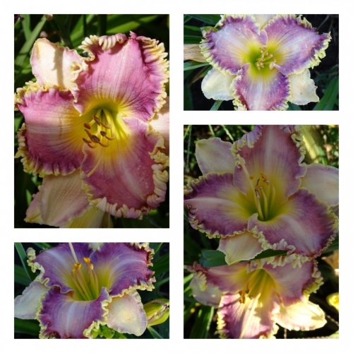 ϳ������ �������