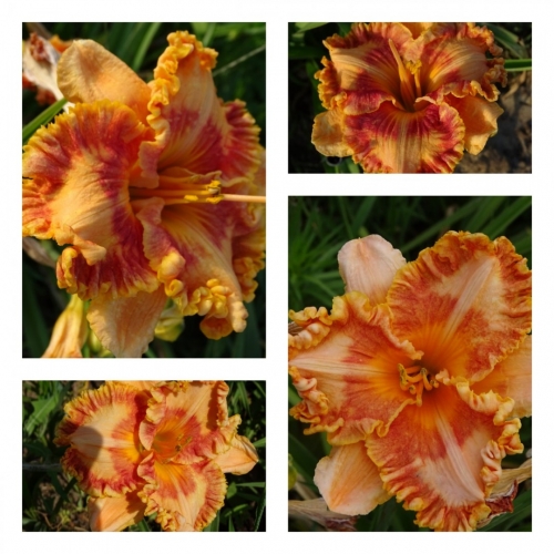 ����������