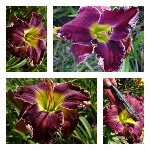 �������� �����