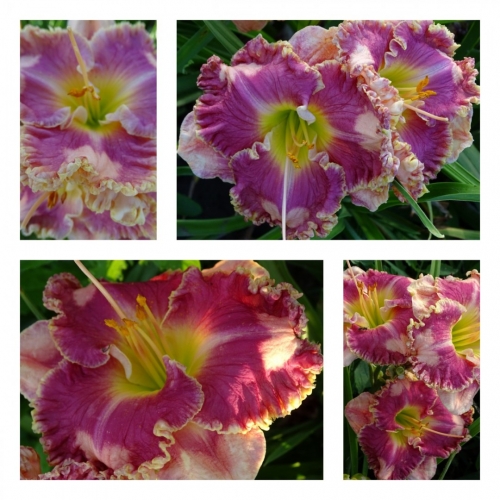 ������ ����