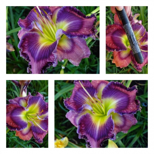 ������� ϳ���