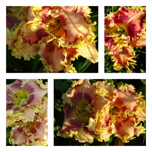 ������ ���������