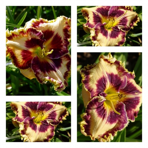 ����� ϳ�������� ����� ������ �������