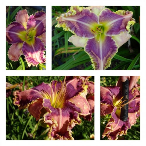 �������� ���������