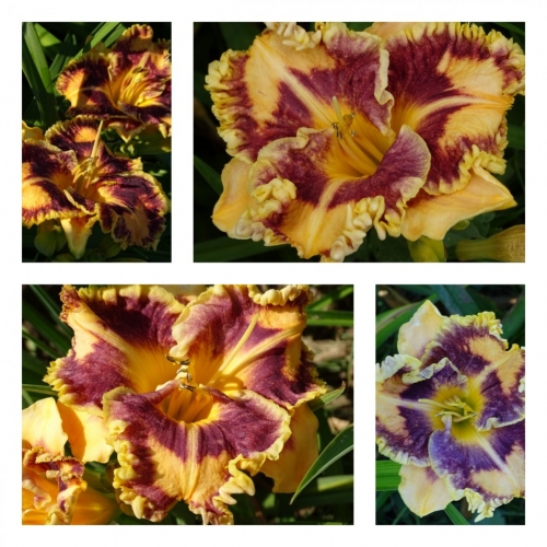 �������� �����