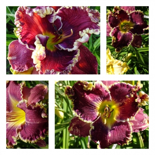 ����� �����