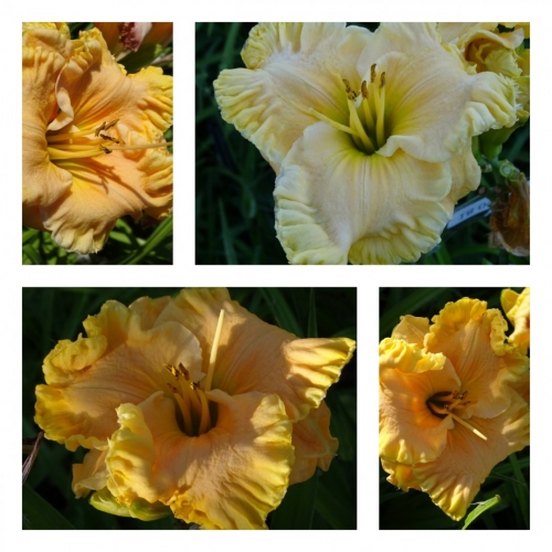 �������� ����� ����