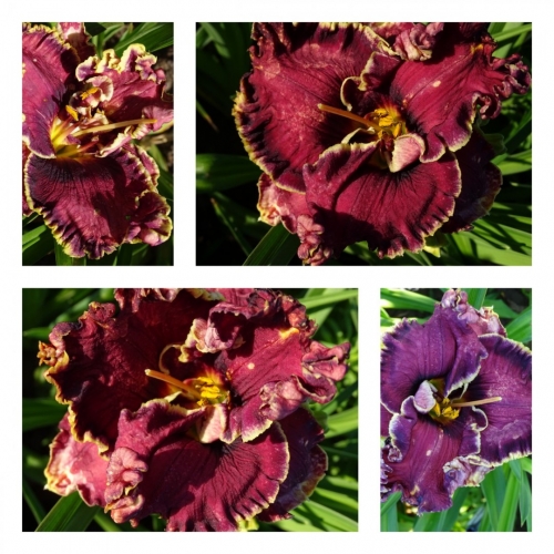 �������� ����