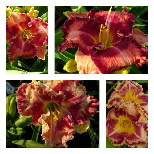 ����� �� ��� ����