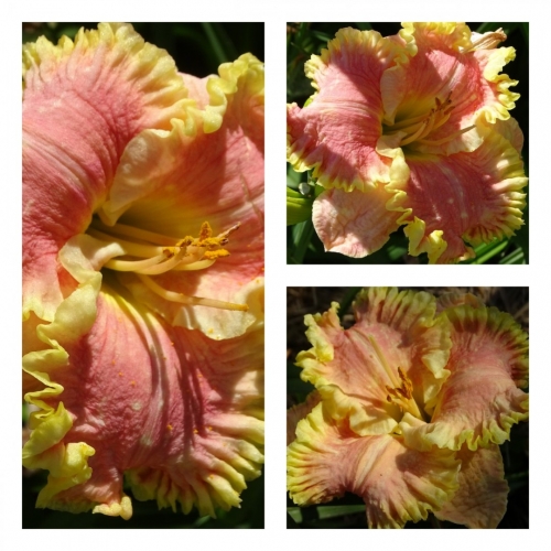 ĳ����� ������