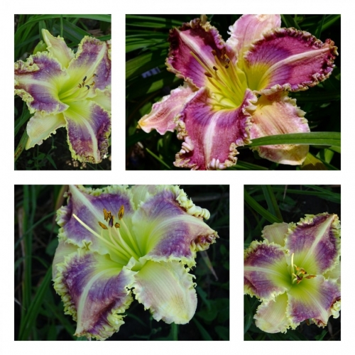 ���� ���� ���������� ������