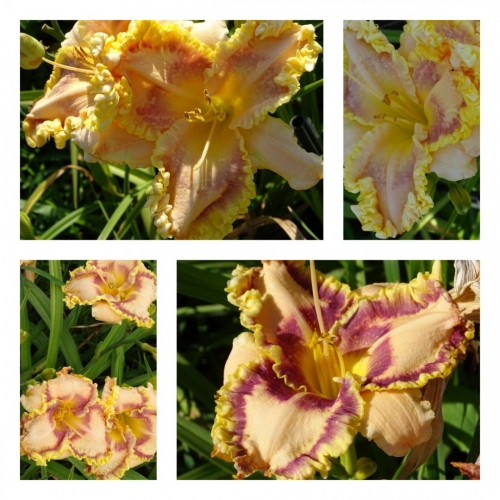 ĳ�� �������