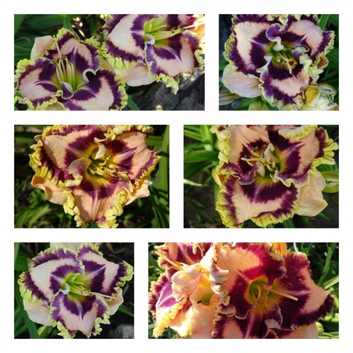 ������ � �������