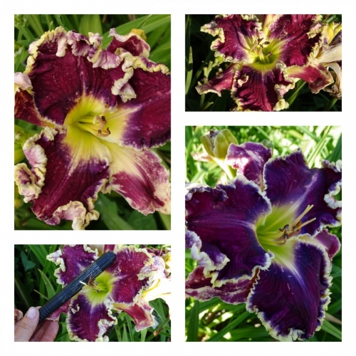 ������������ ������� - Black Sea Fortune