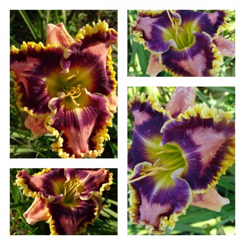 ���������� ������ - Ukrainian Gerdan