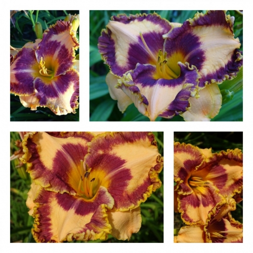 ������� ǳ��� ������ �������