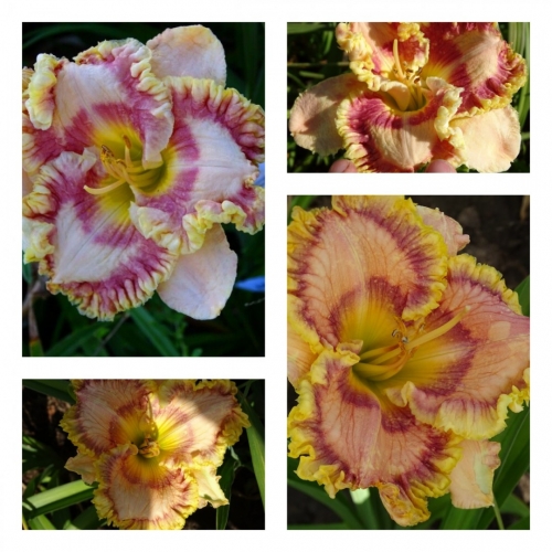 ��� ��� �������