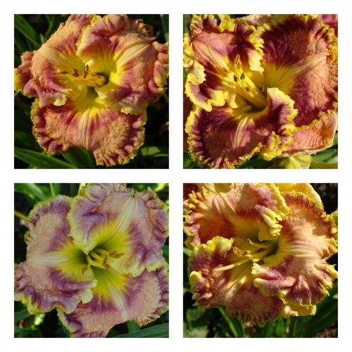 ��� �����