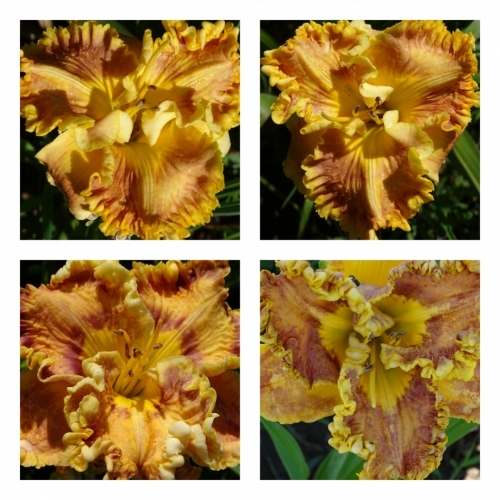 ������ �����