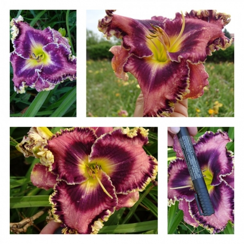 ������ �������