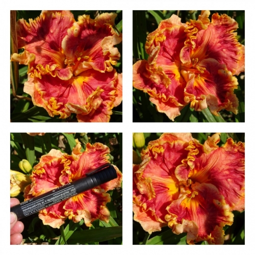 ���������