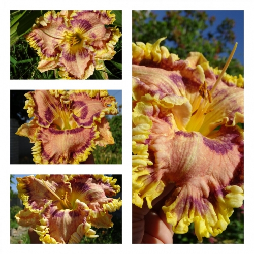 ������� �������