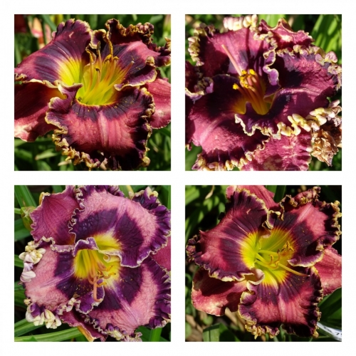 ��������