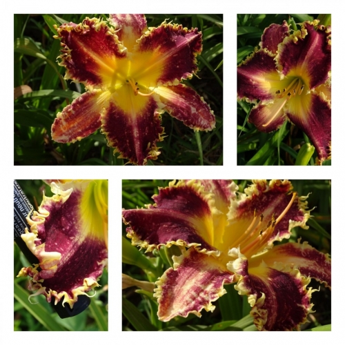 ϳ������� �����