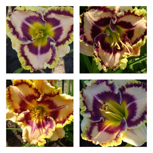 ������� ������