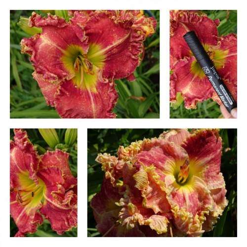 ������ ������