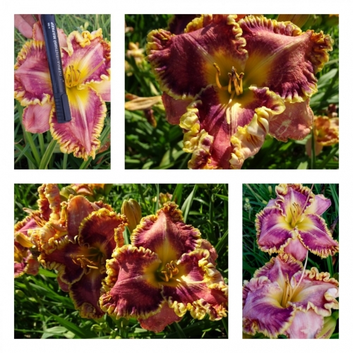 �������� ���������