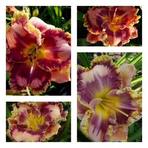 ��������� �����  ������ �������