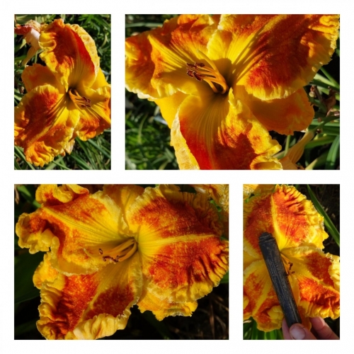 ��������� ��������