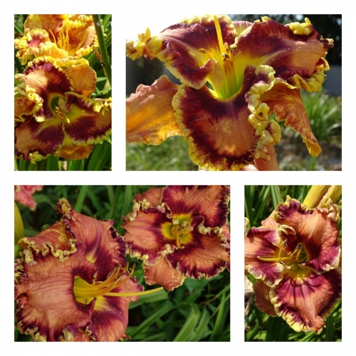 ������� ����� ���������