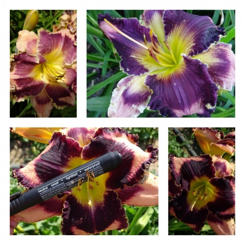 �� ����� ����