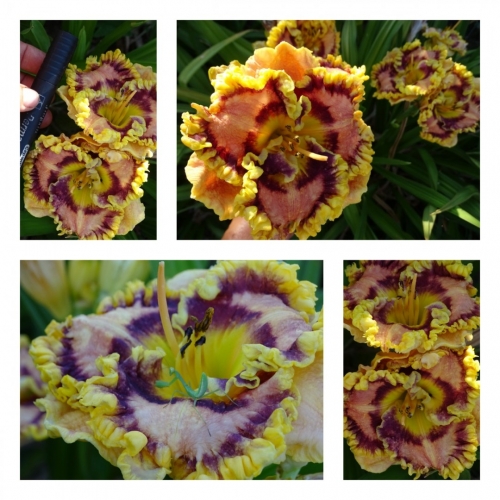 ������� ������