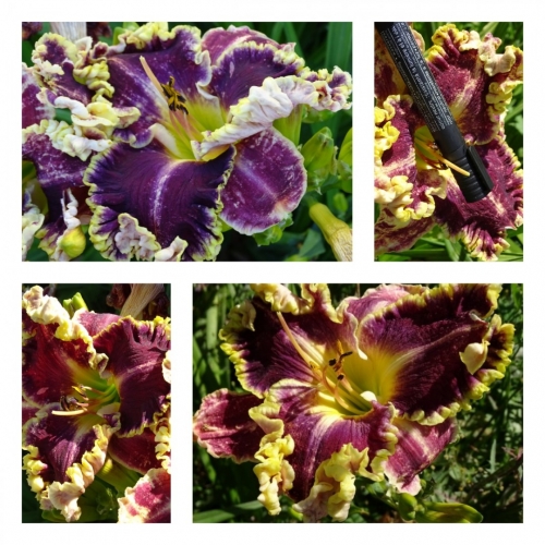 Ukrainian Age of Rising